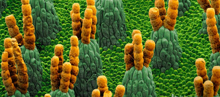 Микроорганизмы, бактерии и их вред для каннабиса