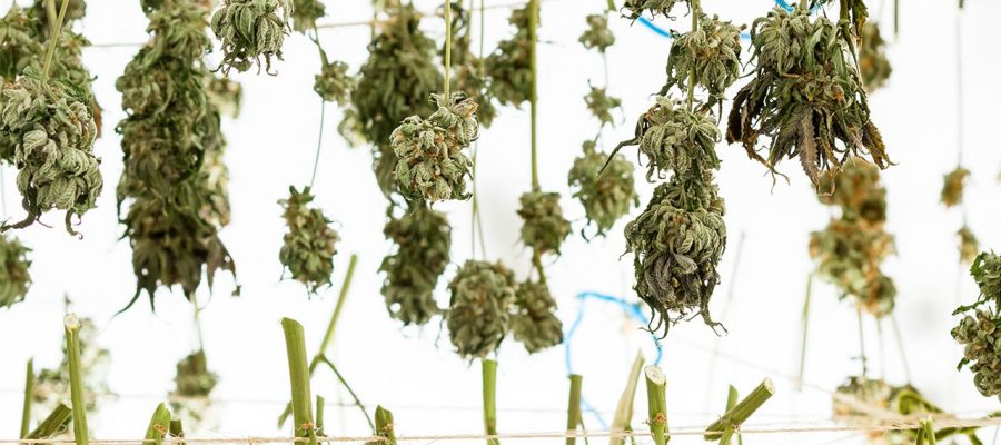 Метод вечного сбора урожая марихуаны